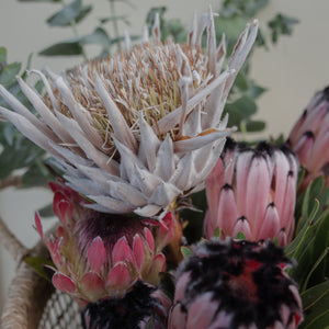 Open image in slideshow, Proteas
