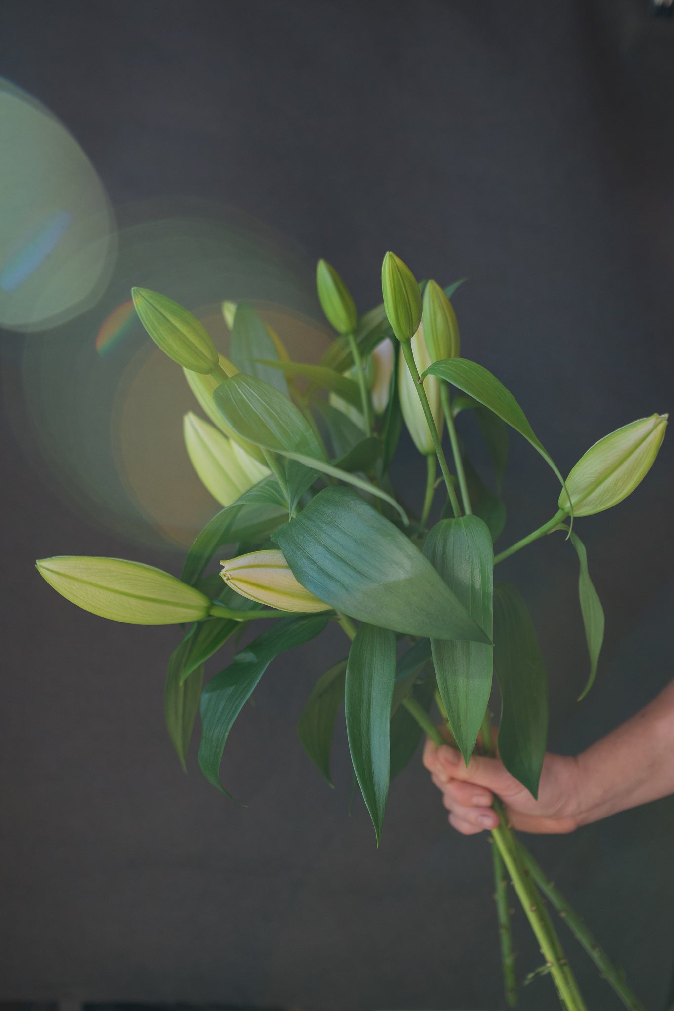 Lillies 3 Stems for $30
